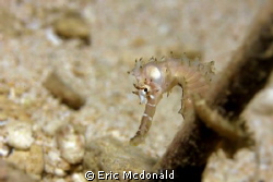 handsome seahorse by Eric Mcdonald 